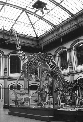 T-rex, Naturkunde Museum