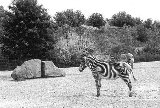 Zebras, Tierpark, Friedrichsfelde